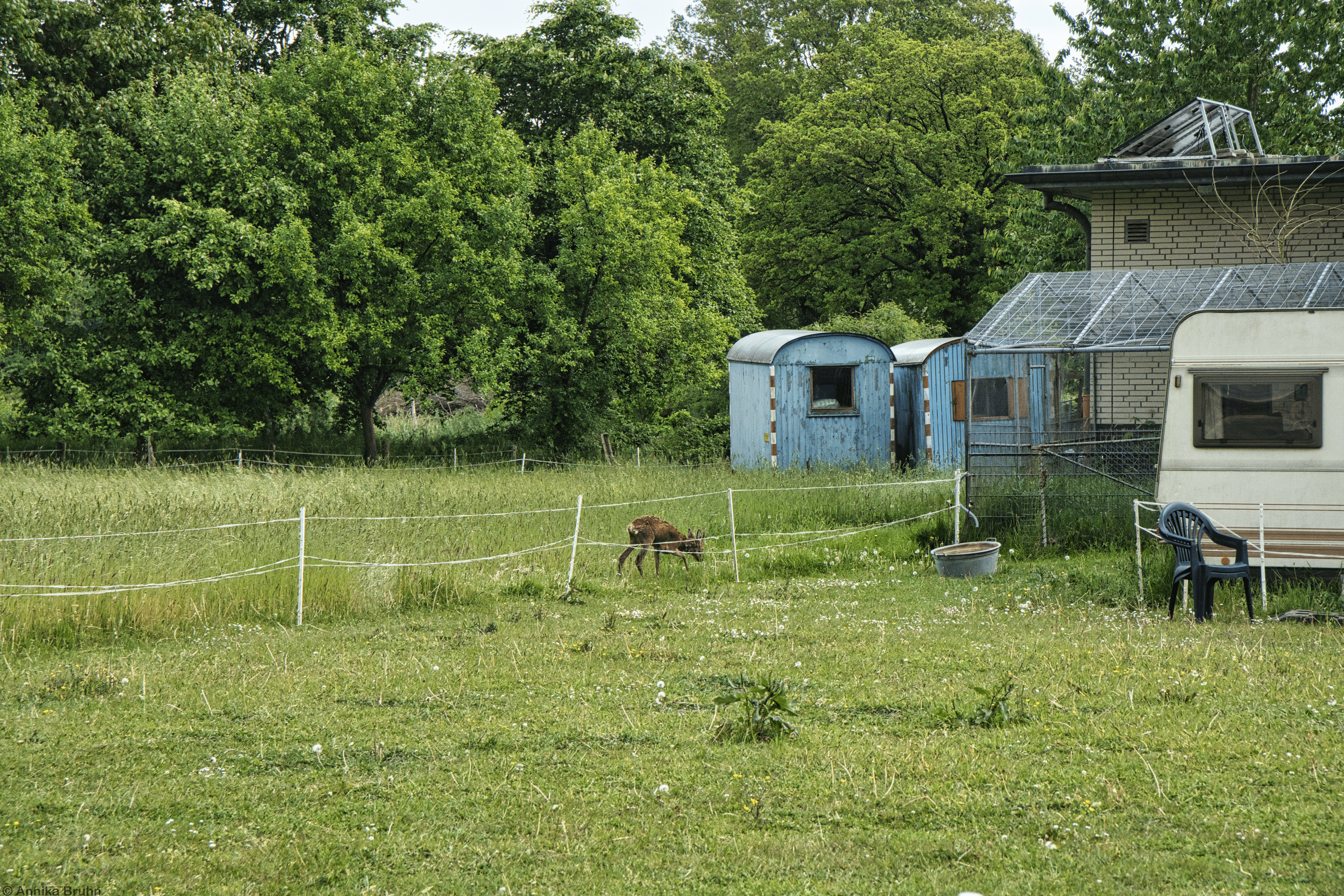 Rehbock auf der Weide